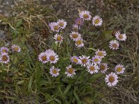 Erigeron alpinus 4, Saxifraga-Willem van Kruijsbergen